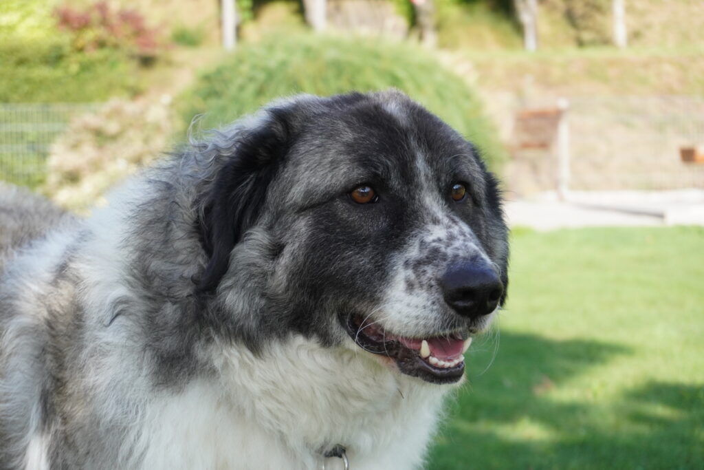 Hundehotel