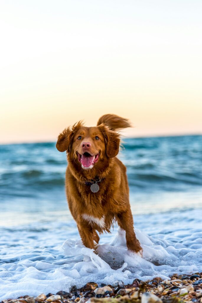 hund auslauf wiese
