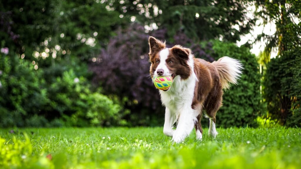 hunde spielen gruppenhaltung