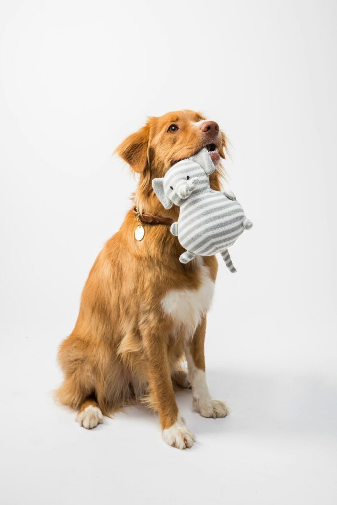 hundesalon baden
