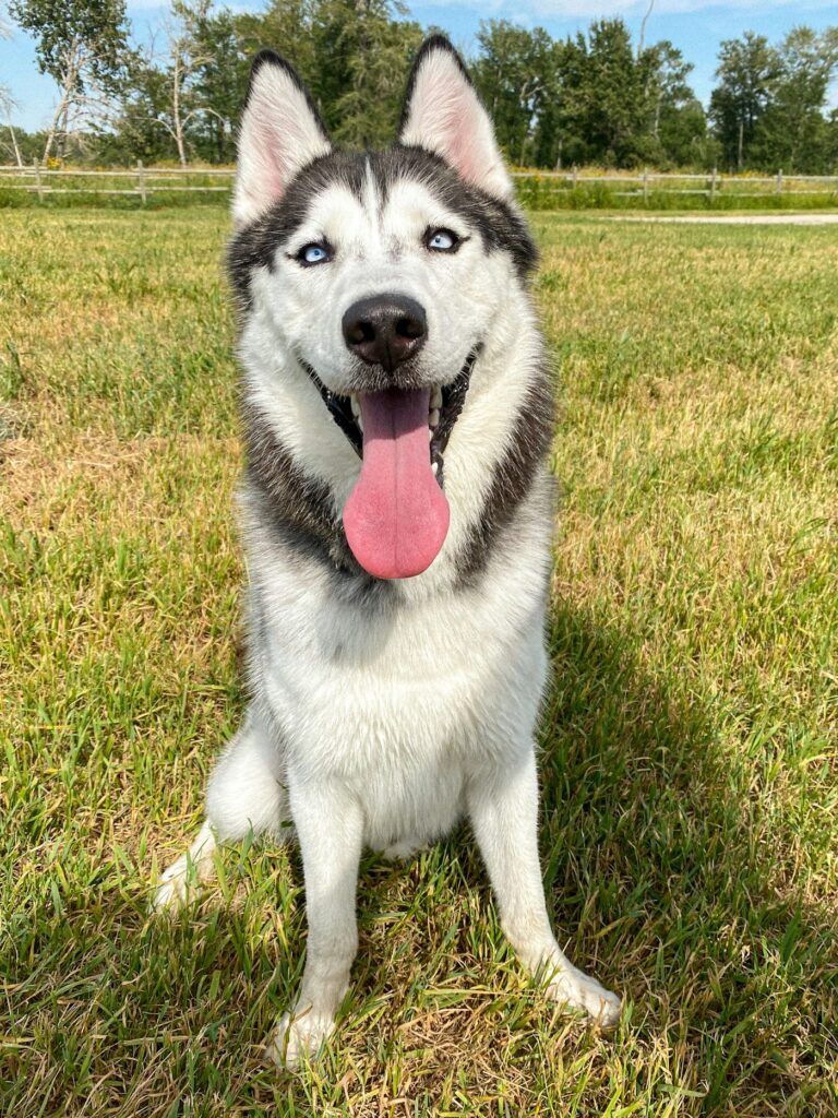 hundesalon schneiden