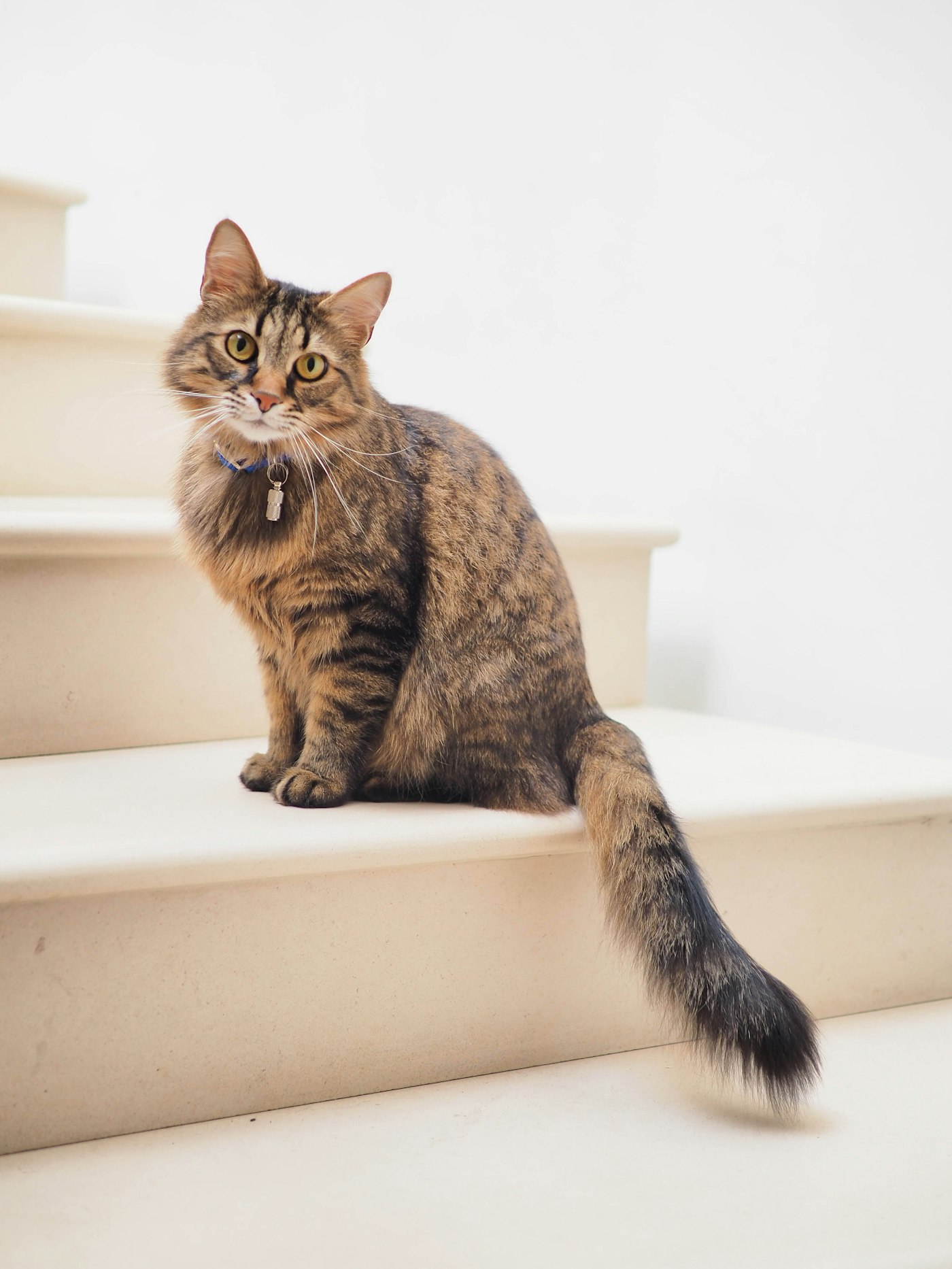 Katze in der Pension