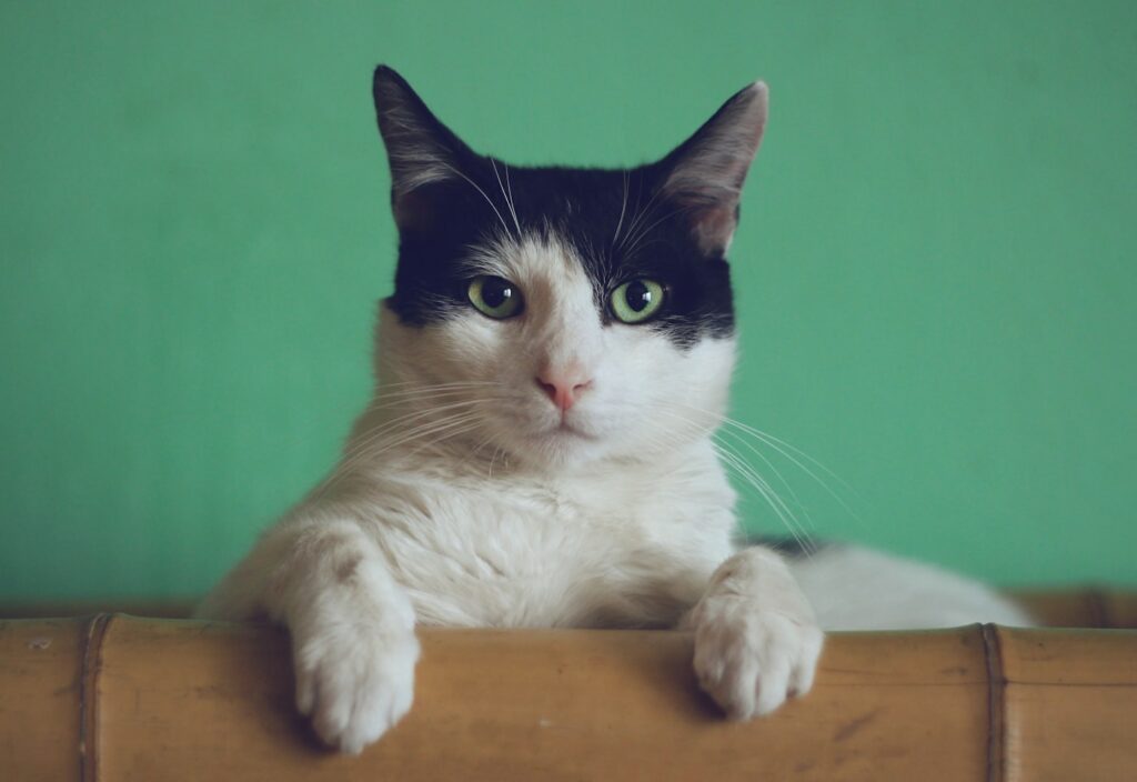 katze entspannt katzenhotel