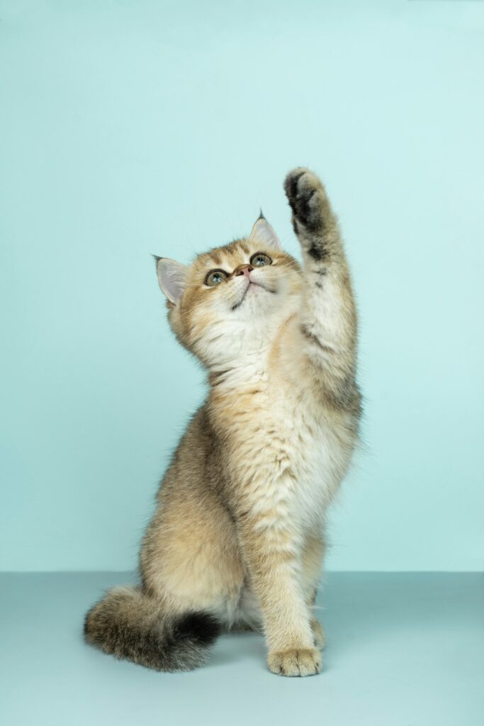 katze gemuetlich