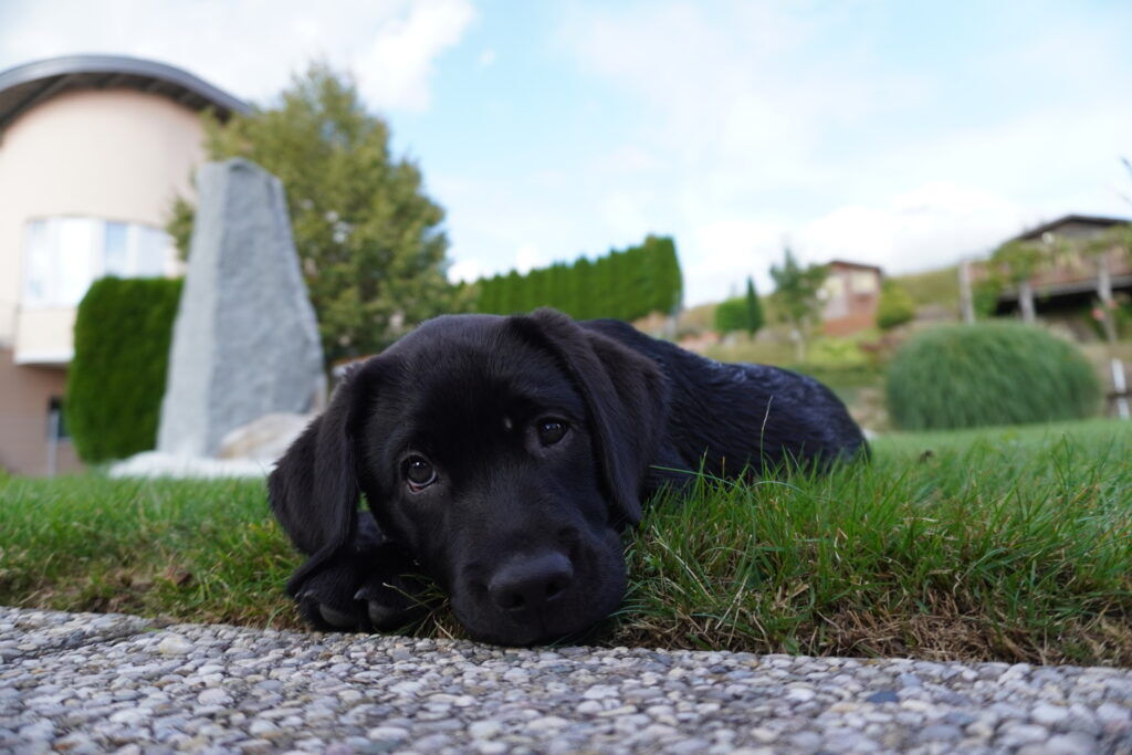 Luna