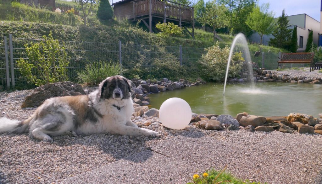 Hund im Schwimmteich des SCHNAUZERL Hotels