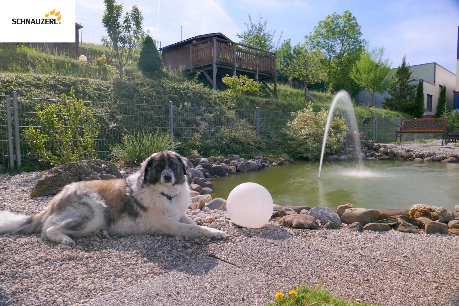Hund im Schwimmteich des SCHNAUZERL Hotels