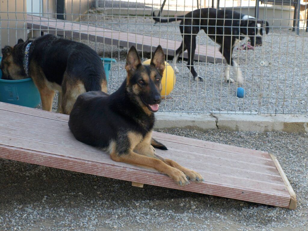 Einblick in das Hundehotel