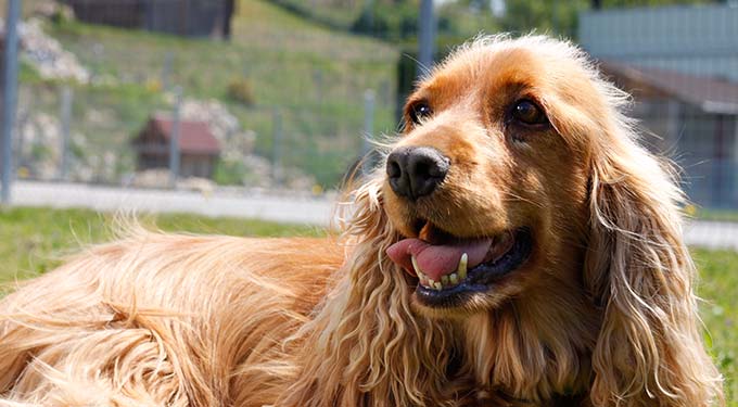 Einblick in das Hundehotel