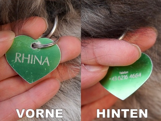 Halsband und Hundemarke