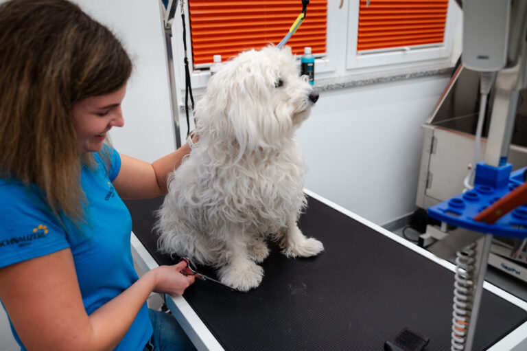 Fellpflege bei einem weißen Hund im Hundesalon