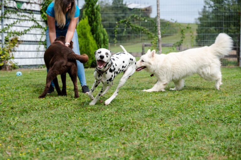Hunde spielen gemeinsam auf der Wiese