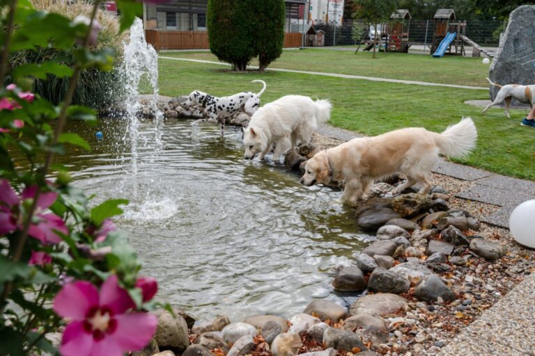 Hunde am Schwimmteich der Anlage