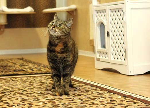 Katze im Katzenhotel