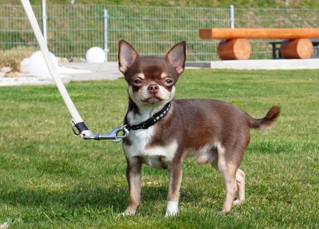 Hund auf der Wiese